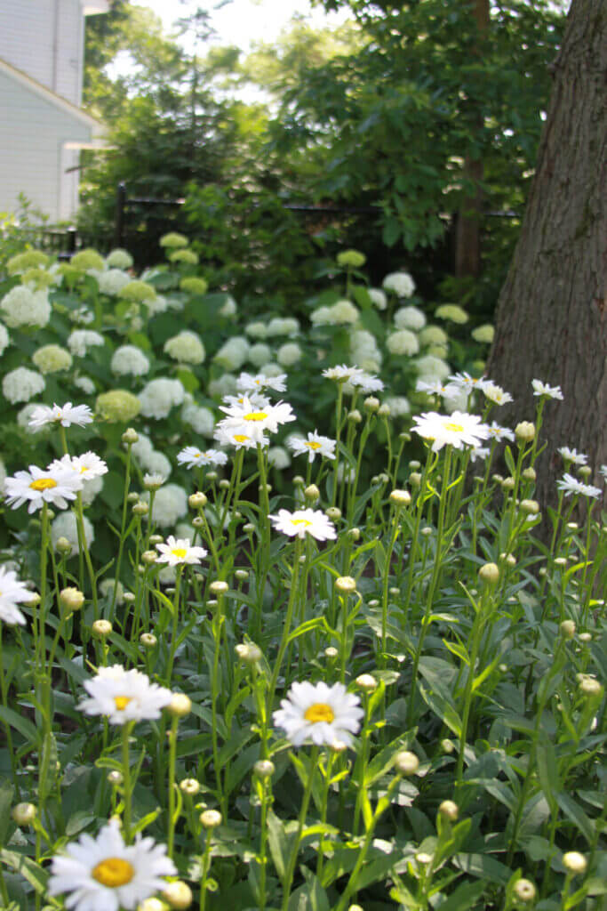 Tick Control Oyster Bay, NY
