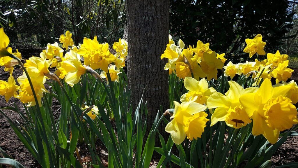 Mosquito Control Oyster Bay, NY