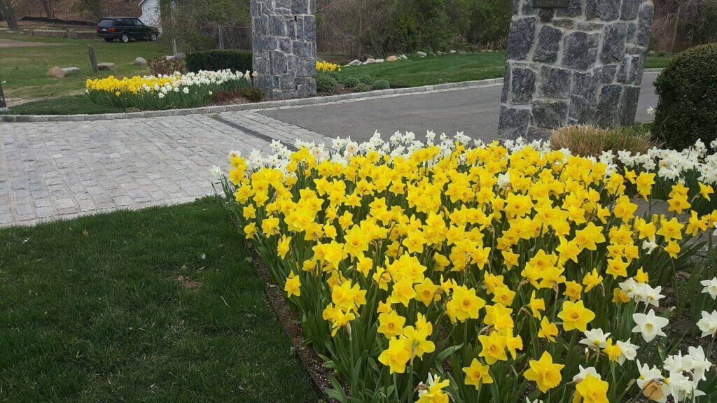 Mosquito Control Oyster Bay, NY