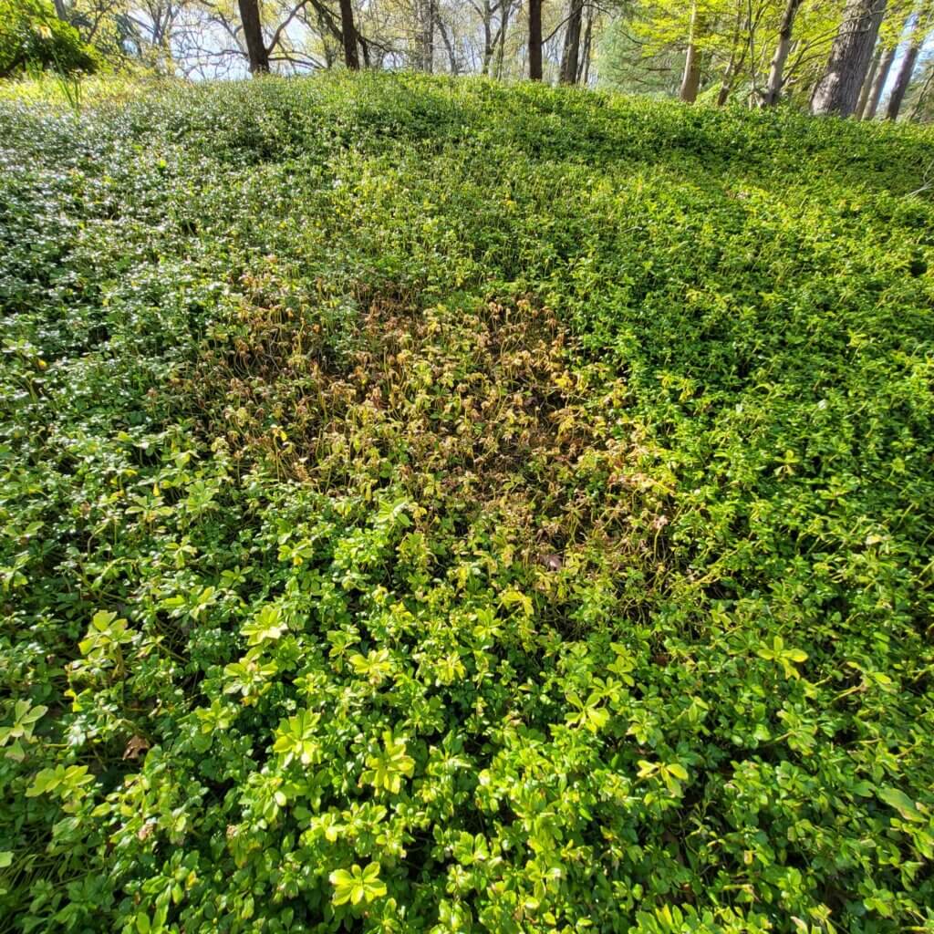 Mosquito Control Oyster Bay, NY