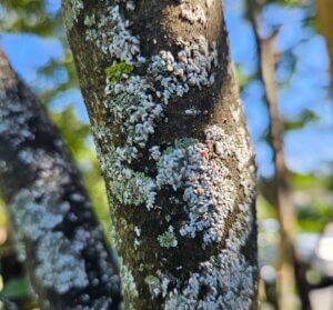 Mosquito Control Oyster Bay, NY