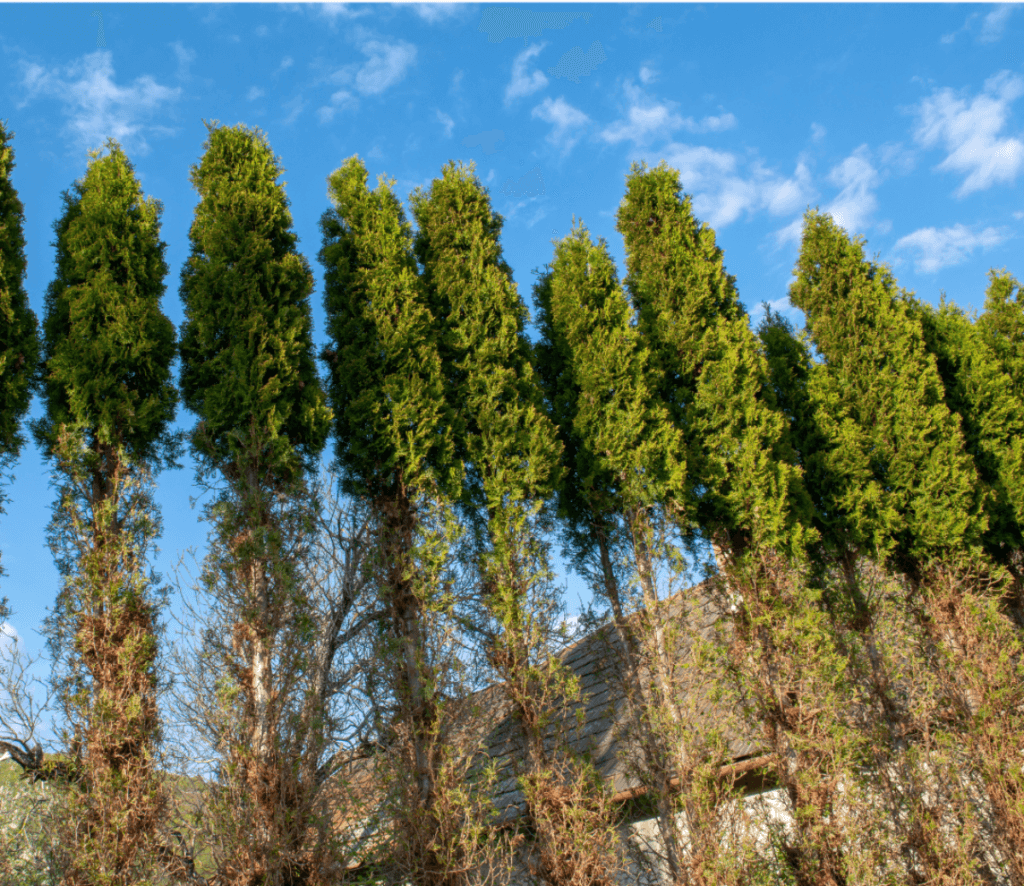Tick Control Oyster Bay, NY