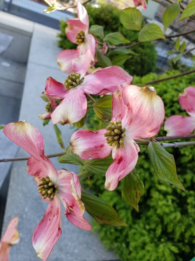 Tick Control Oyster Bay, NY