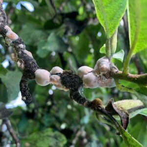 Tick Control Oyster Bay, NY