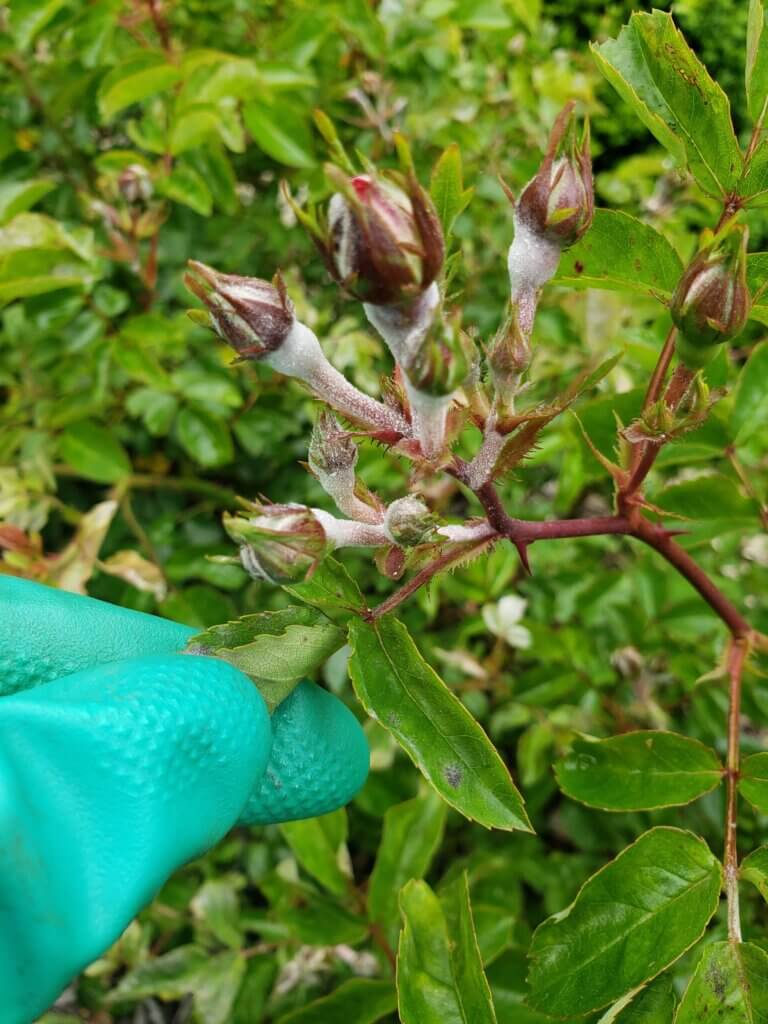 Mosquito Control Oyster Bay, NY