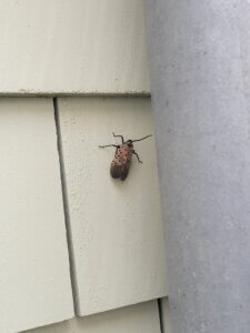 Mosquito Control Oyster Bay, NY