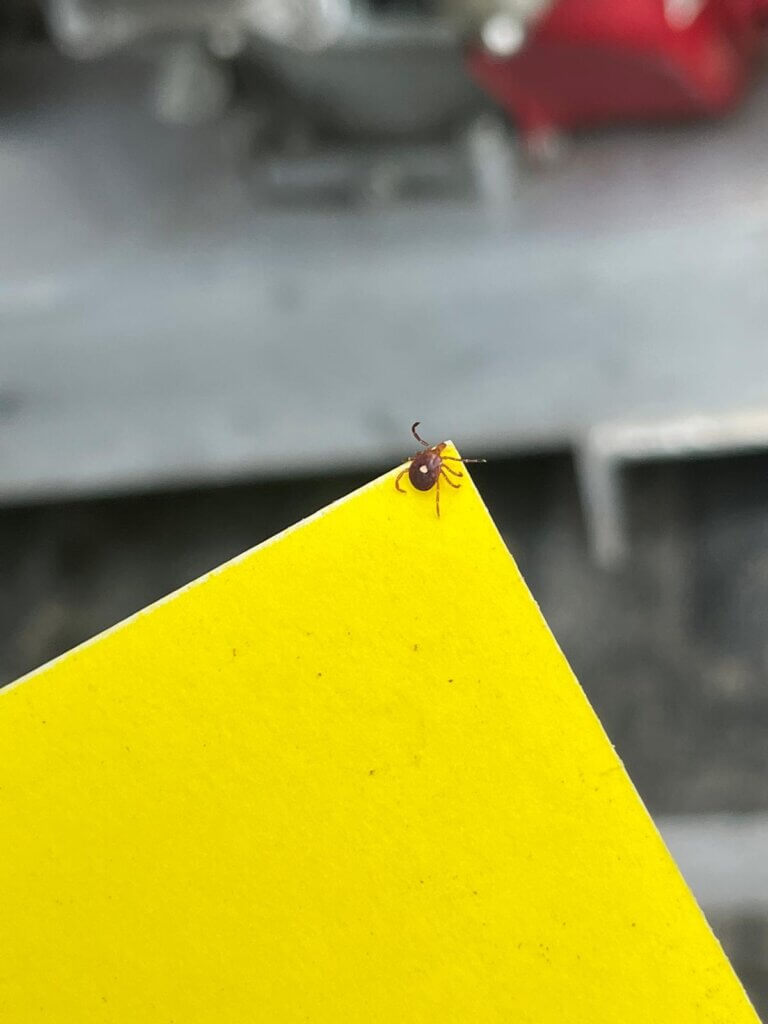 Mosquito Control Oyster Bay, NY